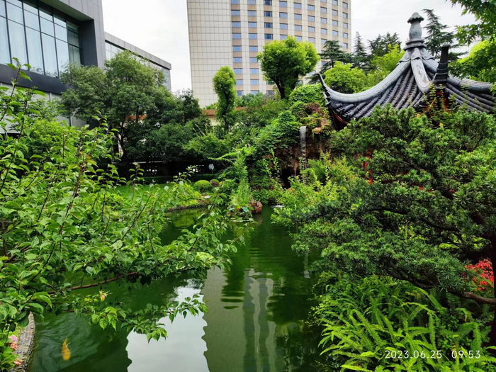 充滿綠色的院子